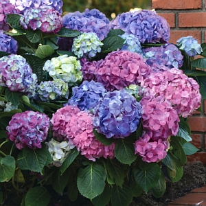 Hydrangea LA Dreamin